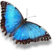 blue butterfly