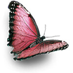 red_butterfly